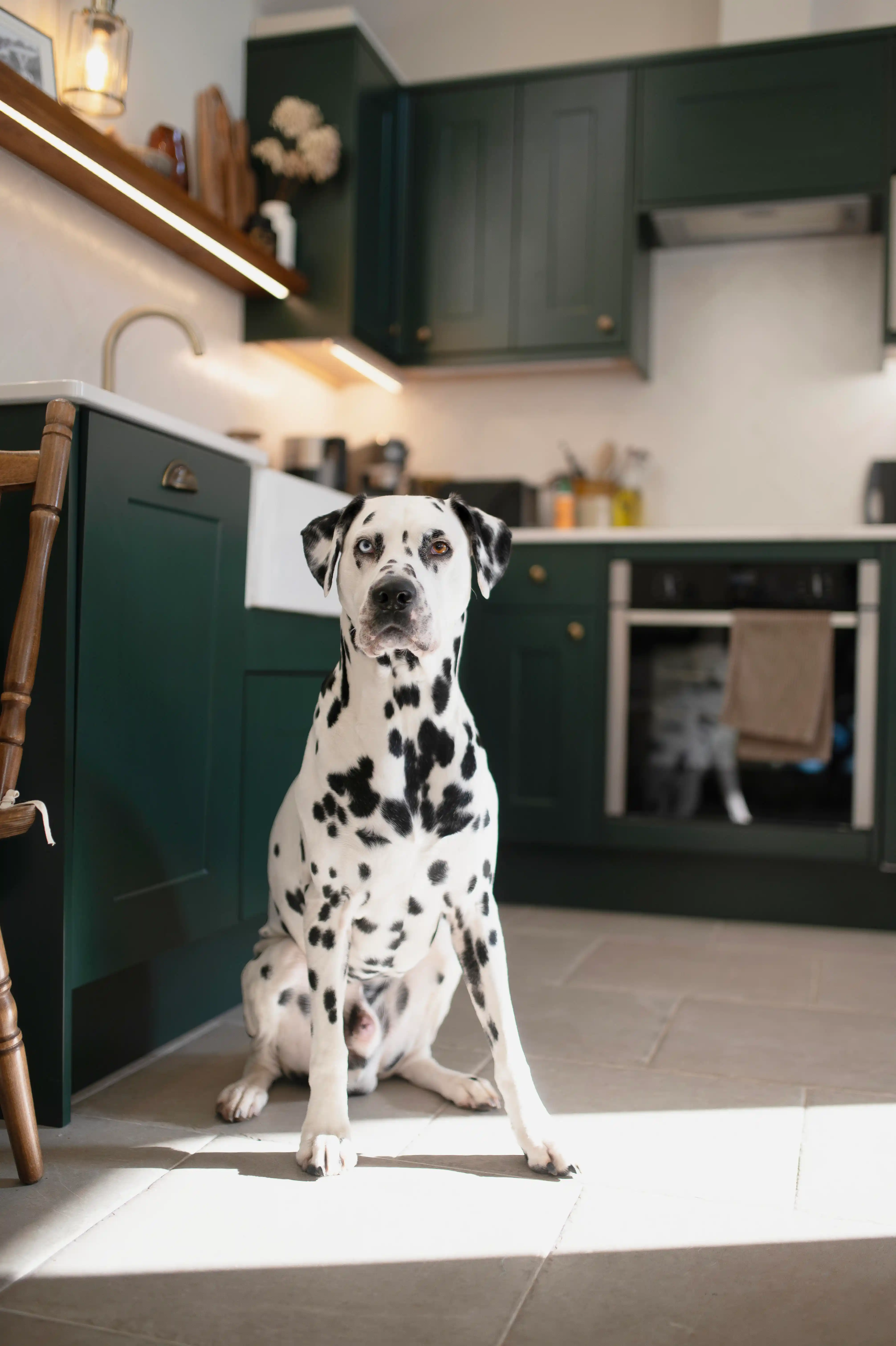 Loki the nervous Dalmation looking confident in the kitchen at Coed Llydan
