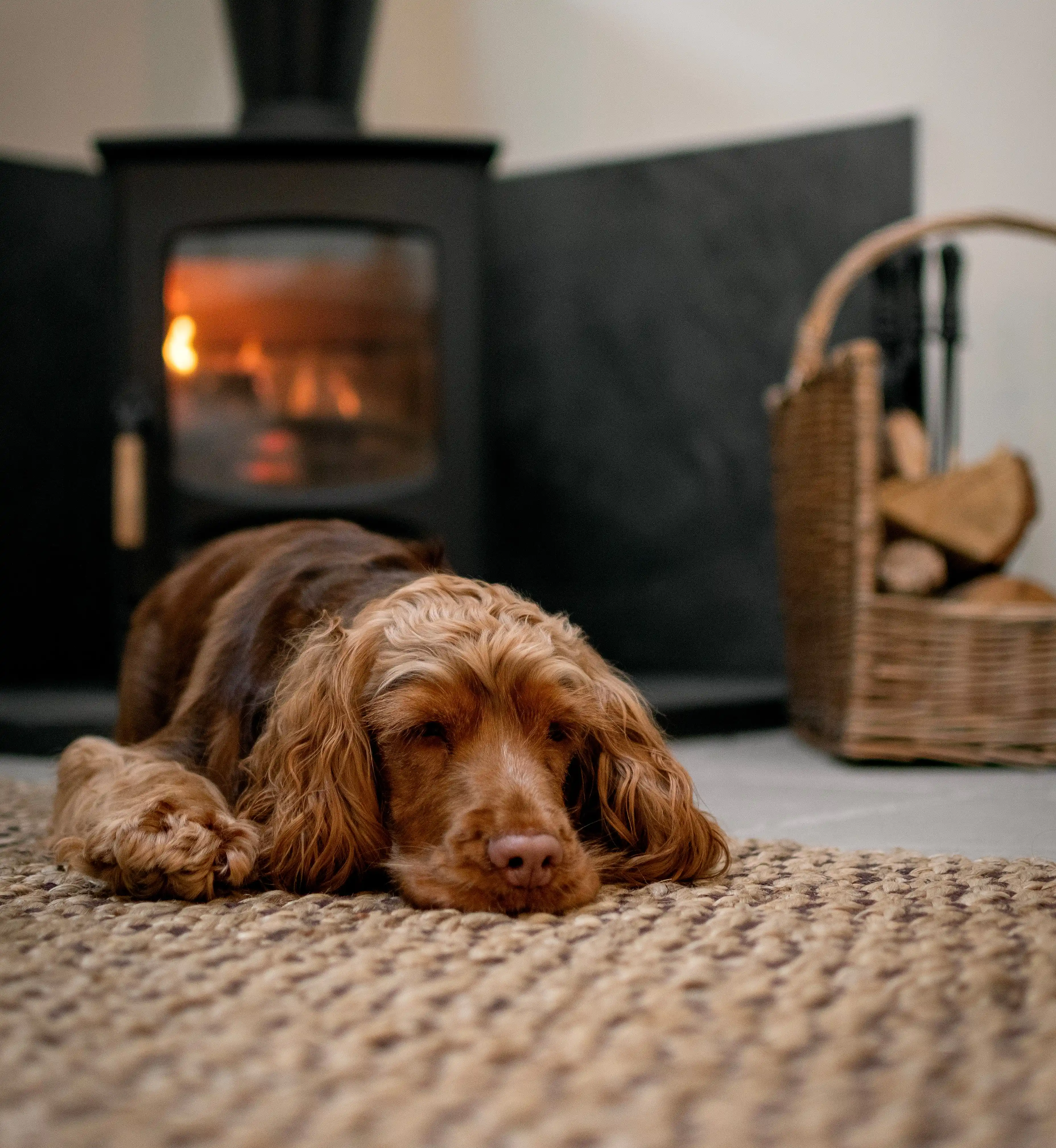 Spaniel curled up in front of the wood burner at Coed Llydan