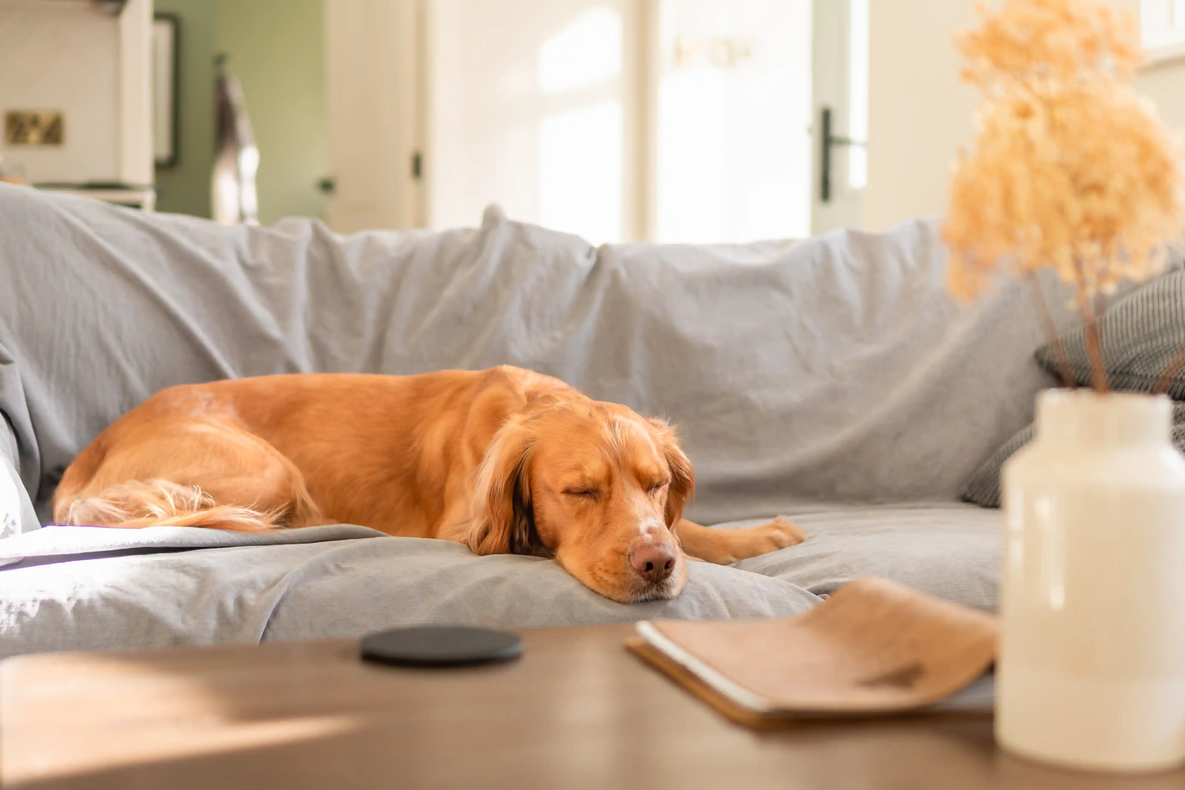 A dalmatian dog on the sofa in front of the wood-burning stove