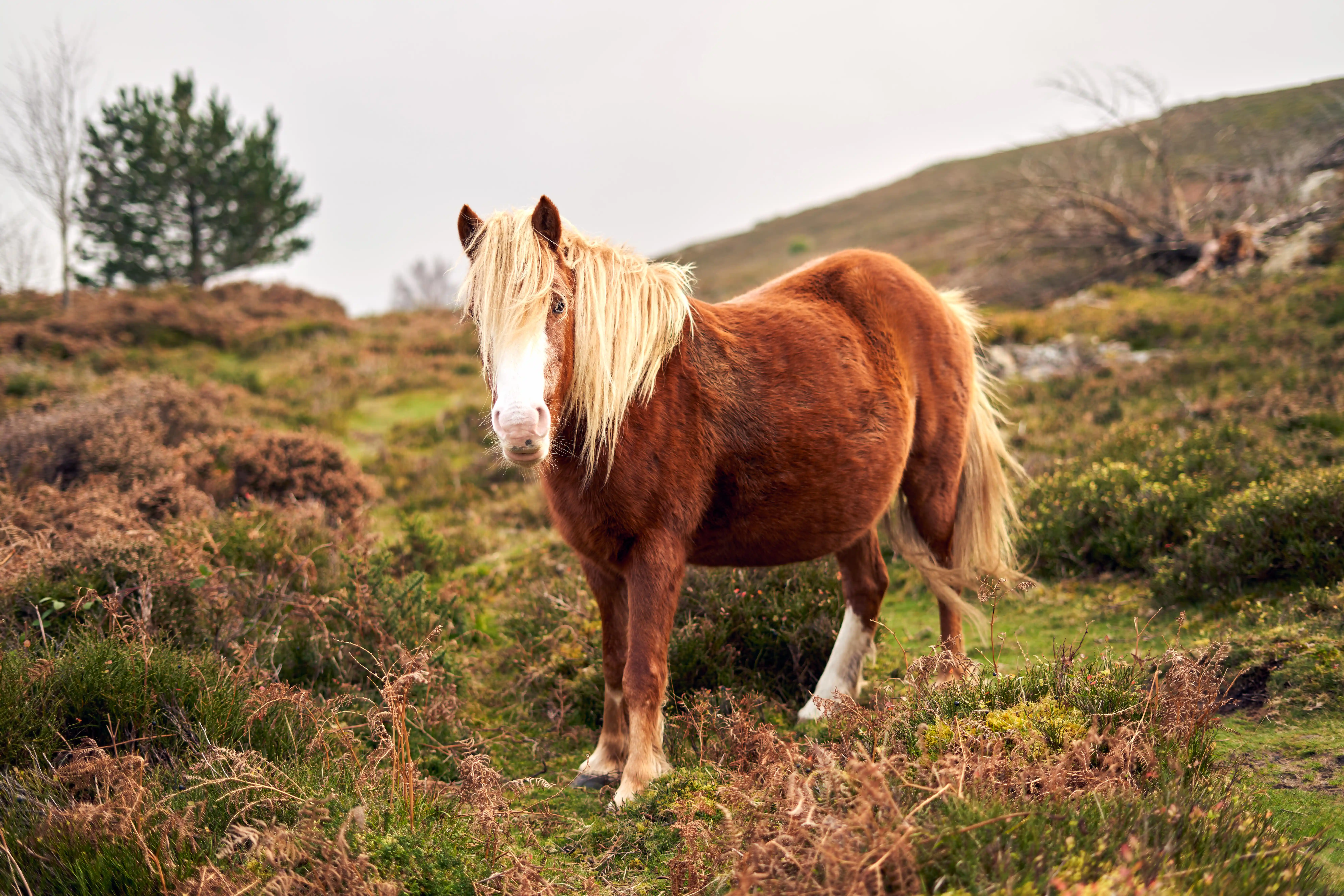 A Carneddau wild pony in Eryri mountains