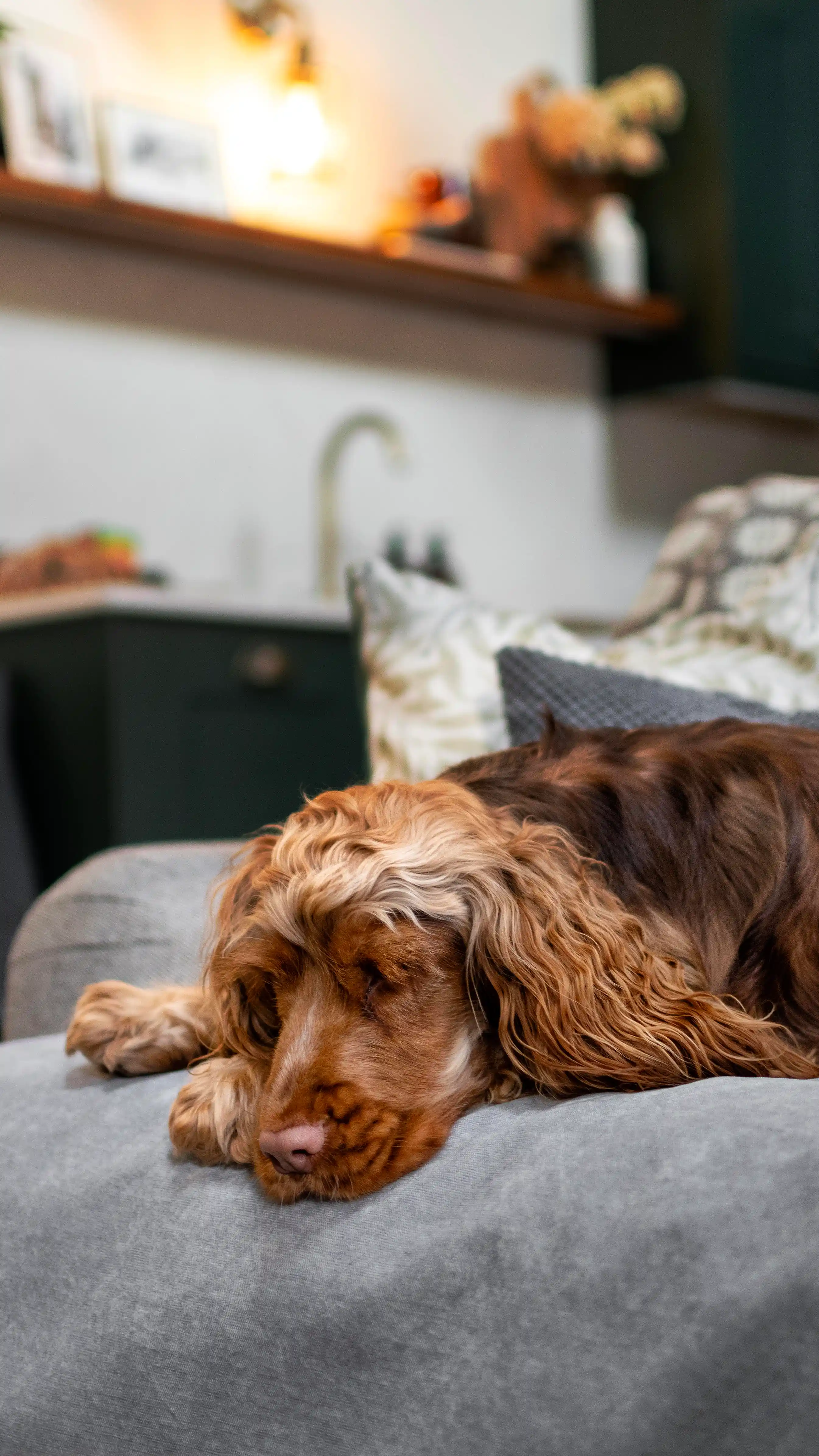 Dog resting comfortably at Coed Llydan