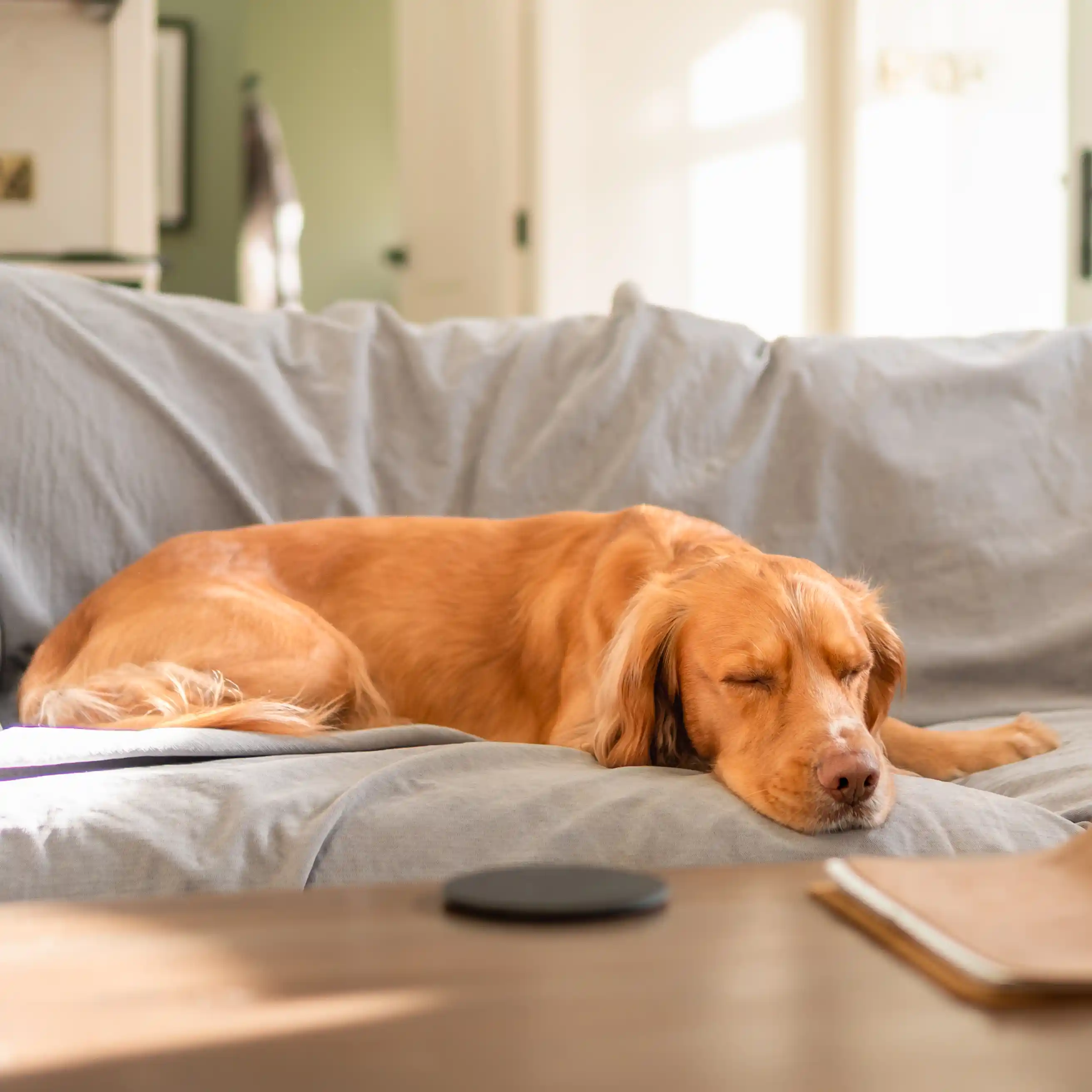 Spaniel curled up on the sofa on the provided dog blanket at Coed Llydan